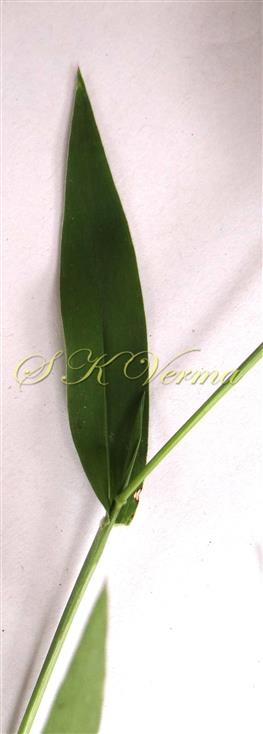  Leaf